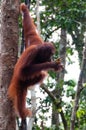 Orang Utan sitting on a tree in jungle Royalty Free Stock Photo