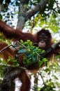 Orang Utan sitting on a tree in the jungle Royalty Free Stock Photo