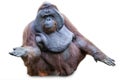 Orang utan sitting on white Royalty Free Stock Photo