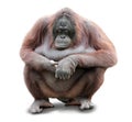 Orang Utan sitting on whiteboard background