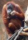 Orang Utan sitting on wood Royalty Free Stock Photo