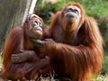 Orang Utan Royalty Free Stock Photo