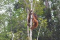Orang utans in forest in Borneo. Royalty Free Stock Photo