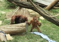 Orang-utans Royalty Free Stock Photo