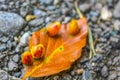 Orang yellow autumn leaves on the asphalt ground Germany