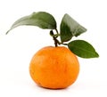 Orange Royalty Free Stock Photo