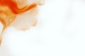 Orange abstract watercolor background design. Color theory. photo