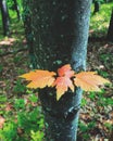 Orange acer tataricum subsp tree leaves Royalty Free Stock Photo