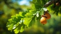Orange acorn on an oak tree branch in a forest. Closeup oak fruit and leaves on a green background Royalty Free Stock Photo