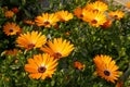 Orange African Daisy Royalty Free Stock Photo