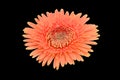 Orange African Daisy black background Royalty Free Stock Photo