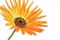Orange African daisy blooming close up in the white Royalty Free Stock Photo