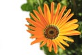 Orange African daisy blooming close up in the white #2 Royalty Free Stock Photo