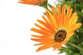 Orange African daisy blooming close up in the white #3 Royalty Free Stock Photo