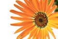 Orange African daisy blooming close up in the white #4 Royalty Free Stock Photo