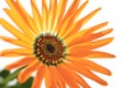 Orange African daisy blooming close up in the white #5 Royalty Free Stock Photo