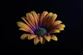 Orange African Daisy