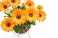 Orange African daisy flowers in the white Royalty Free Stock Photo
