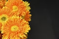 Orange african daisy on black background Royalty Free Stock Photo