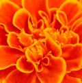 Orange african marigold ; for abstract background