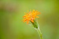 Orange Agoseris - Flowers in Nature Royalty Free Stock Photo