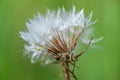 Agoseris Seedpod with Bokeh Royalty Free Stock Photo