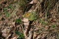 Orange alfalfa butterfly in natural habitat Royalty Free Stock Photo