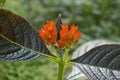 Orange alloplectus flower close-up Royalty Free Stock Photo