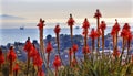 Orange Aloe Cactus Morning Pacific Ocean Landscape Oil Platforms