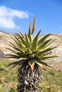 Orange aloe flowers in Karoo