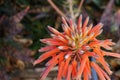 Orange Aloe Maculata Cactus Flowerhead