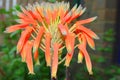 Orange aloe vera flower