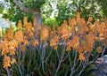 Orange aloe vera flowers Royalty Free Stock Photo