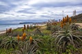 Orange Aloes Growing on Rehabilitated Dunes at Durban Beachfront Royalty Free Stock Photo