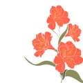 The orange alstroemeria elegant card. A spring decorative bouquet. Royalty Free Stock Photo