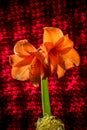 Orange amaryllis bloom with stripes. Natural blooming flower blossom. Royalty Free Stock Photo