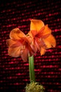 Orange amaryllis bloom with stripes. Natural blooming flower blossom. Royalty Free Stock Photo