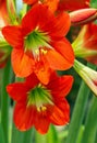 Orange Amaryllis Royalty Free Stock Photo