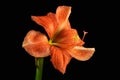 Orange amaryllis flower Royalty Free Stock Photo