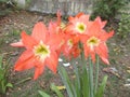 Amaryllis flower closeups on garden Royalty Free Stock Photo