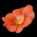 Orange amber flower lavatera isolated on black background. Flower bud close up.