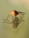 Orange and Amber House Fly Over Double Reflection Royalty Free Stock Photo