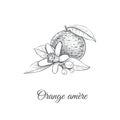 Orange amere Vector illustration. Bitter orange Royalty Free Stock Photo