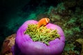 Orange amphiprion in anemones during a diving tour at Maldives Royalty Free Stock Photo