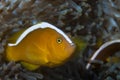 Orange Anemonefish Amphiprion sandaracinos