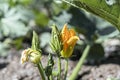 Young Orange ang green zucchini flowers close up growing in open ground seedbed, vegan food, marrow squash, kitchen garden Royalty Free Stock Photo