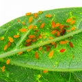 Orange Aphid Colony Infesting a Green Leaf Royalty Free Stock Photo
