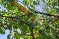 Orange apricot tree with branches and leaves and fruits. Royalty Free Stock Photo