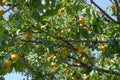 Orange apricot tree with branches and leaves and fruits. Royalty Free Stock Photo