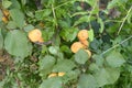 Orange apricot tree with branches and leaves and fruits. Royalty Free Stock Photo